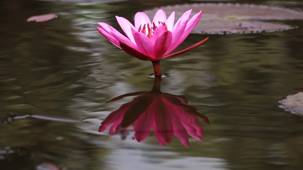 百合花，花池视频素材