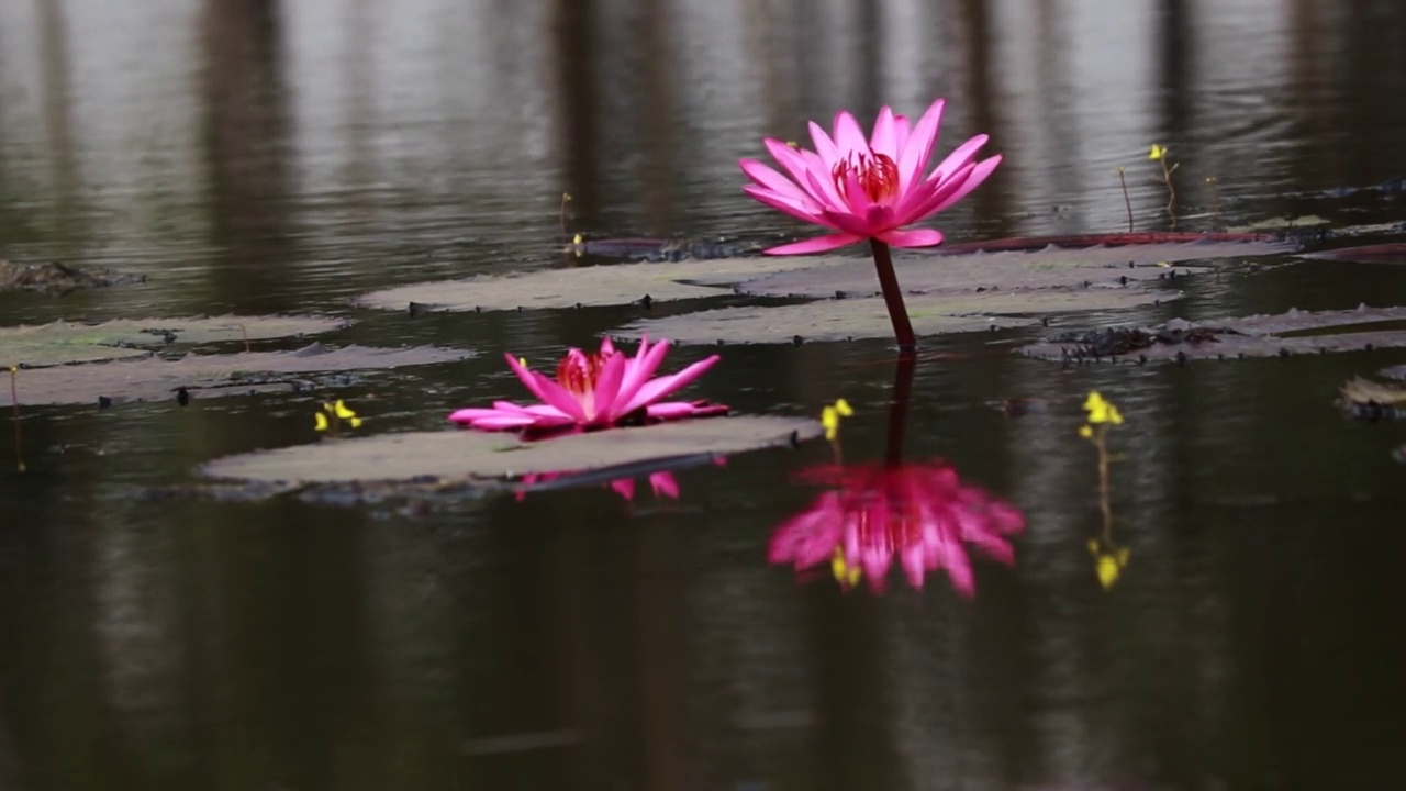 百合花，花池视频素材