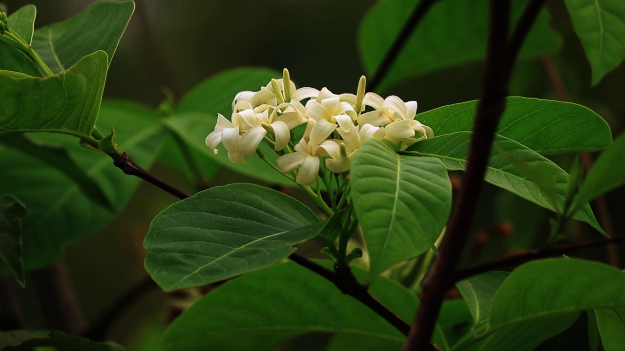 决明子瘘管，黄花，植株绿叶视频素材