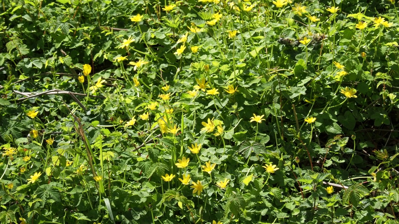 白Celandine, Ficaria verna，在兰格夫尼附近的林地，安格尔西，英国。视频素材