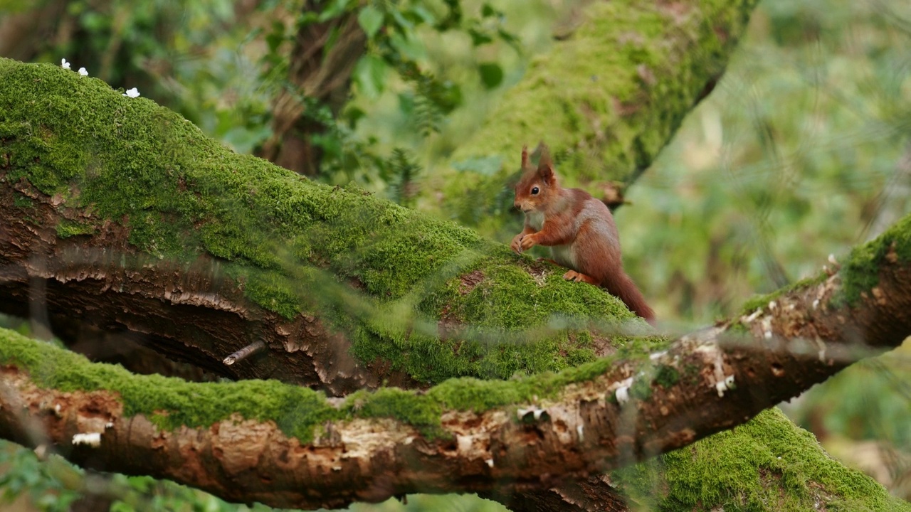 一只红松鼠，Sciurus vulgaris，在威尔士安格尔西岛的博马里斯。视频素材