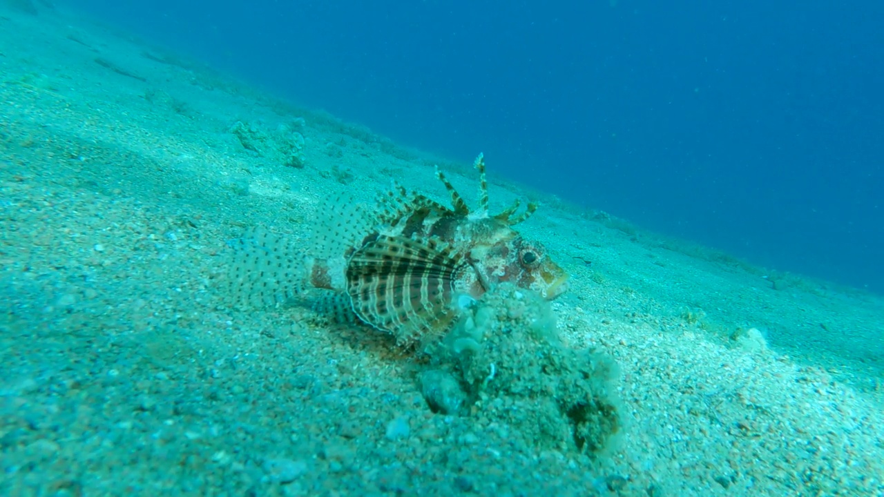 斑马鱼坐在沙底。斑马鱼，红海小狮子鱼或斑马鱼火鸡鱼- Dendrochirus Zebra, Dendrochirus hemprichi。缓慢的运动。埃及红海视频素材