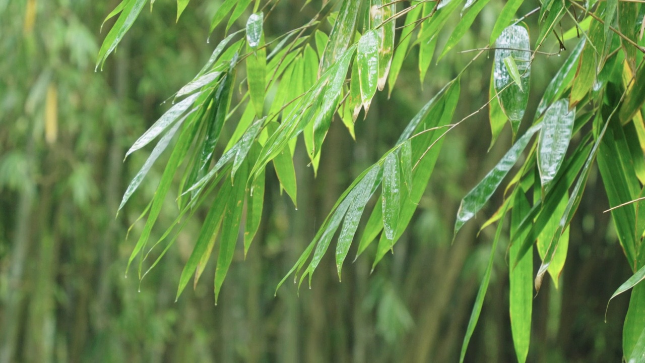 雨中的竹叶视频素材