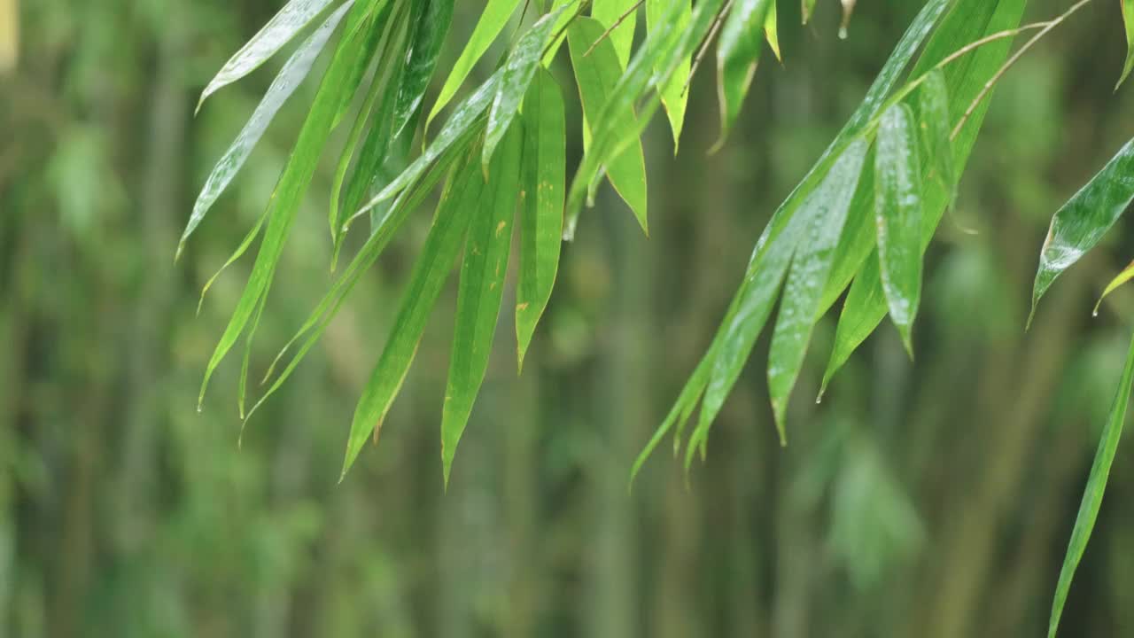 雨中的竹叶视频素材