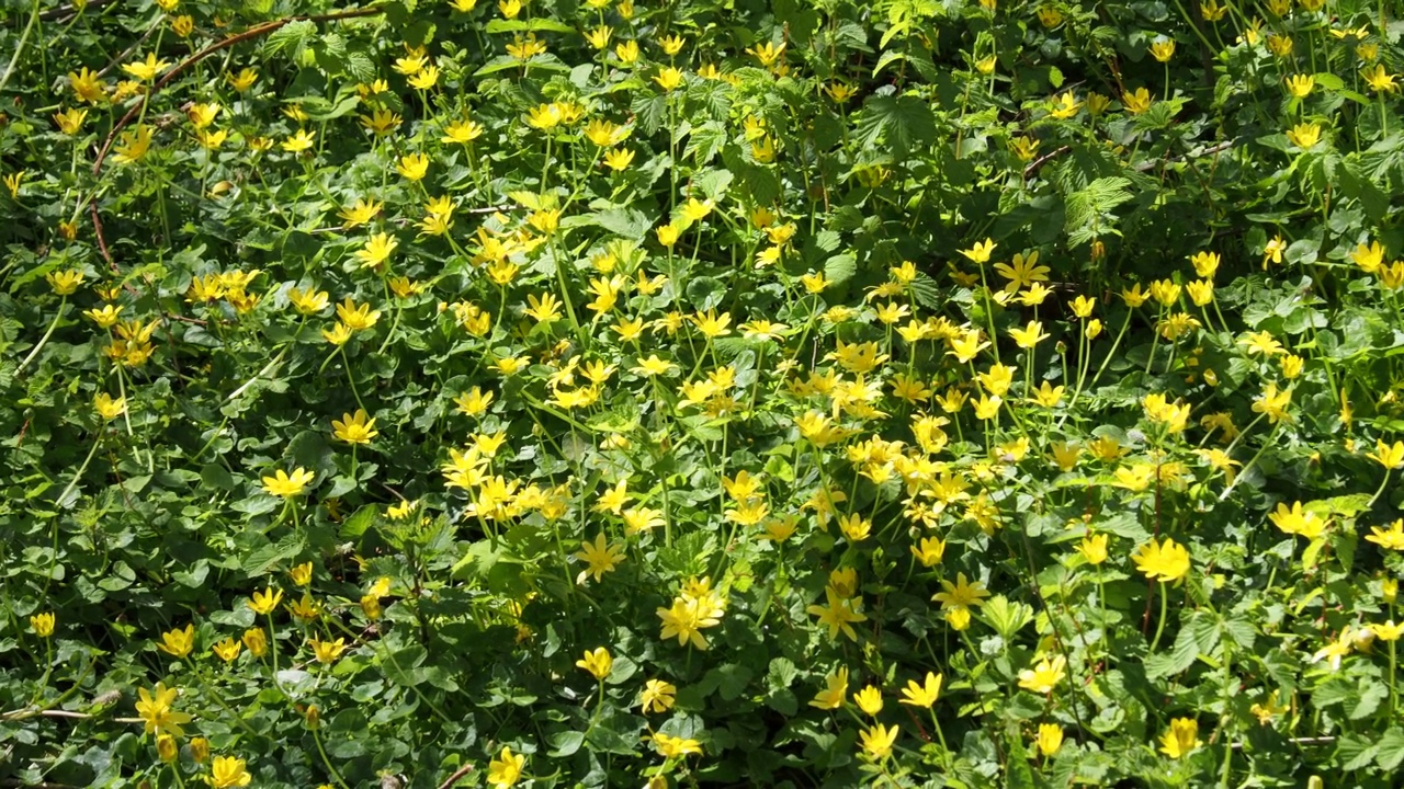 白Celandine, Ficaria verna，在兰格夫尼附近的林地，安格尔西，英国。视频素材