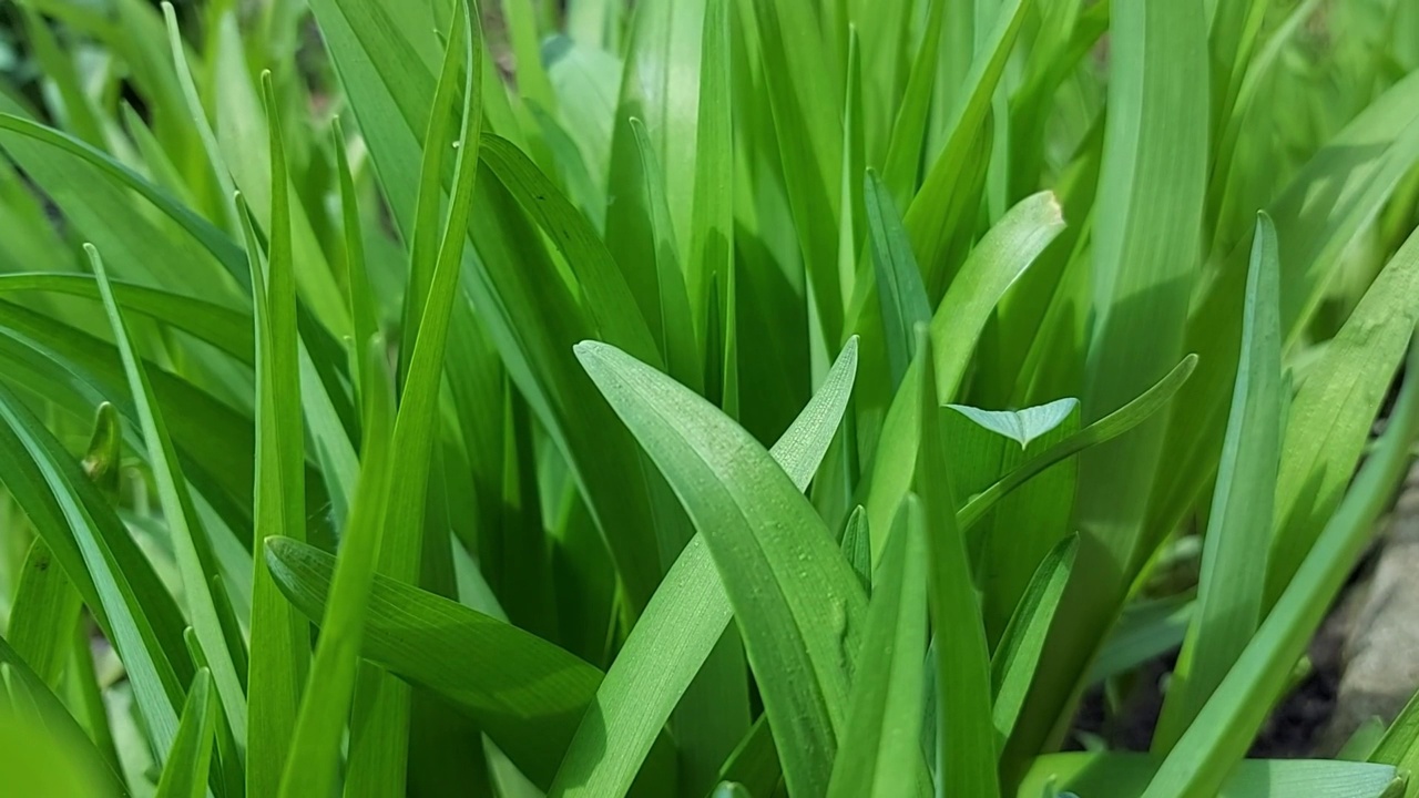 绿色的树叶。黄花菜在春天生长。晴朗多风的天气视频素材