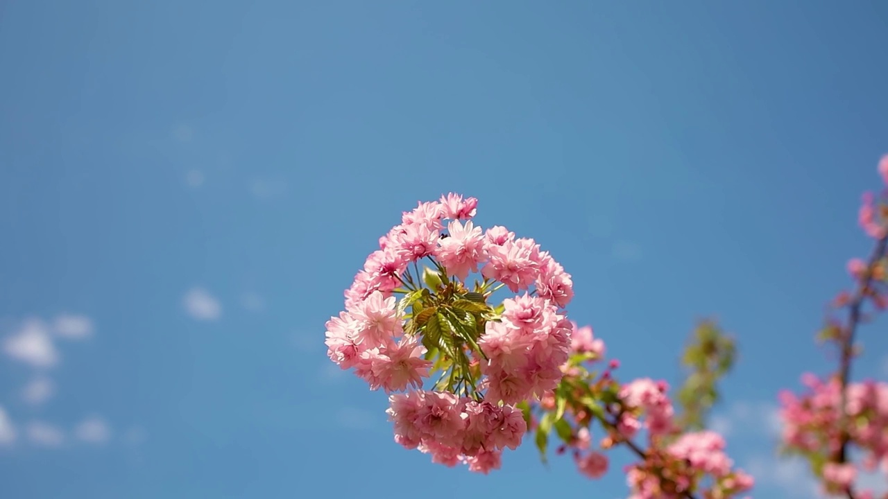 樱花春天在花园里盛开视频素材