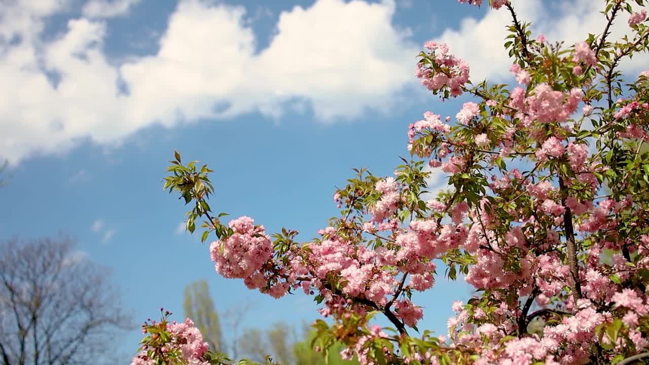 樱花春天在花园里盛开视频素材