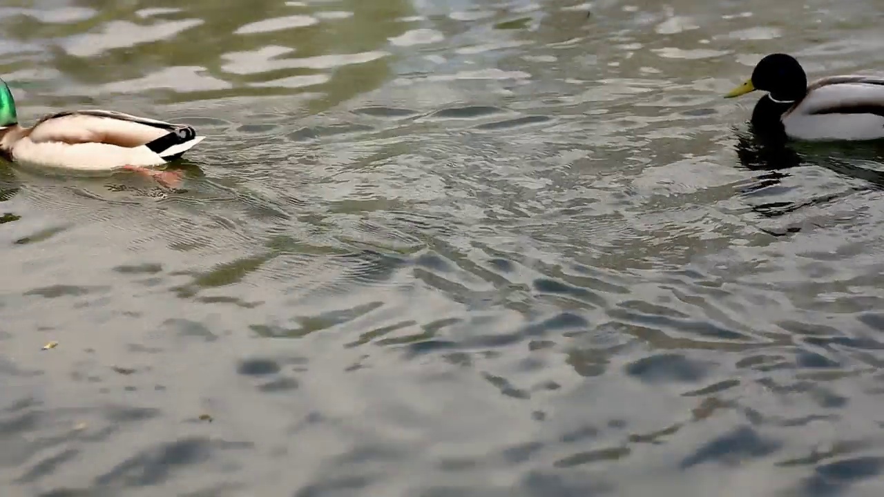 湖上的野鸭视频素材