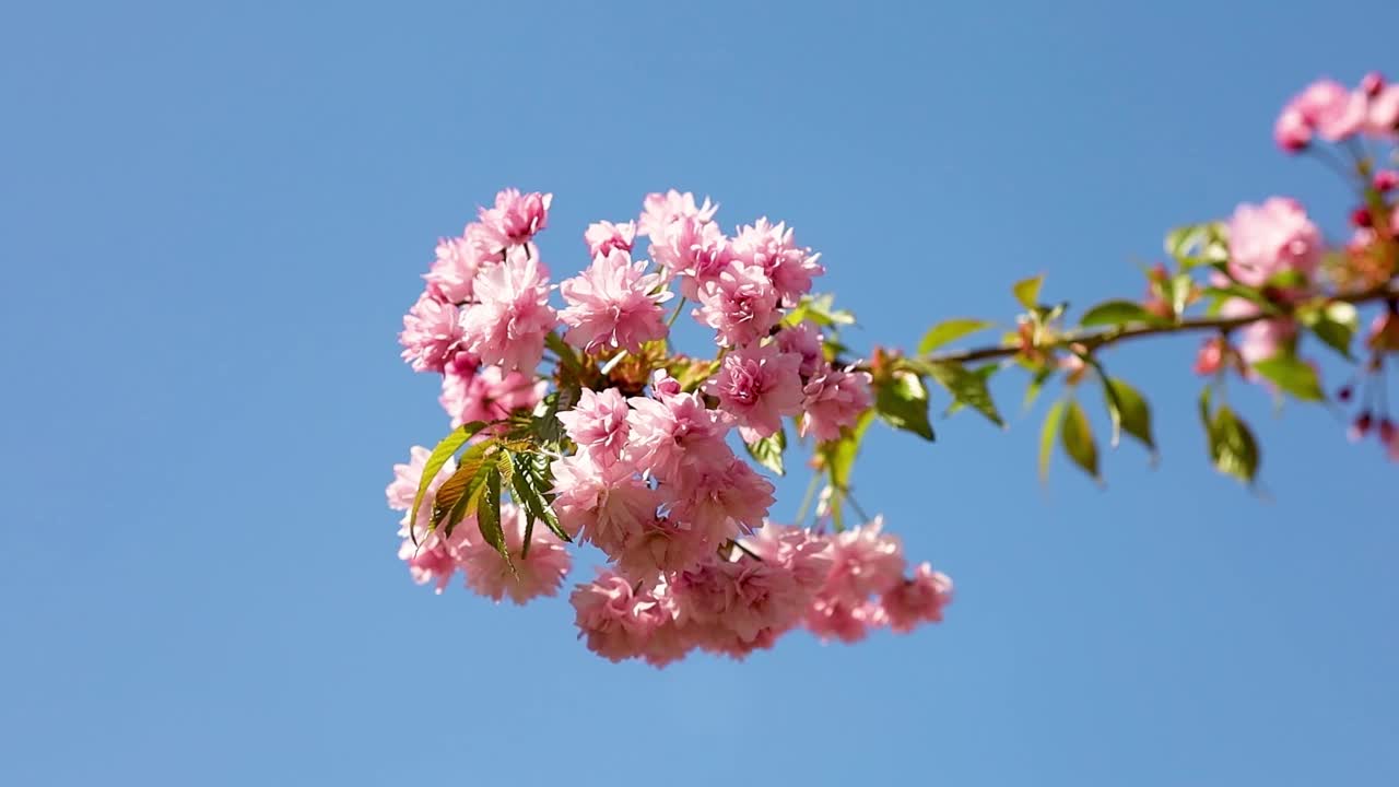 樱花春天在花园里盛开视频素材