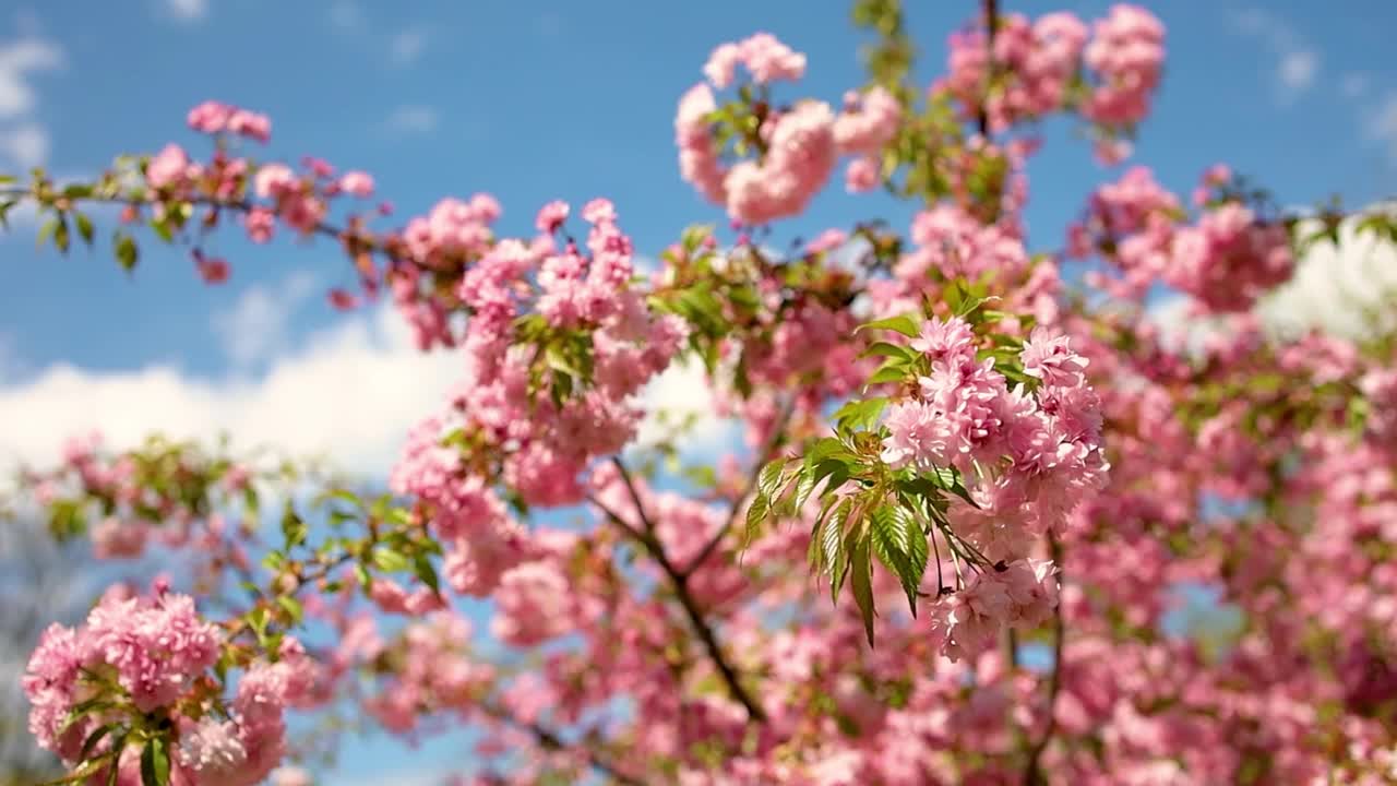 樱花春天在花园里盛开视频素材