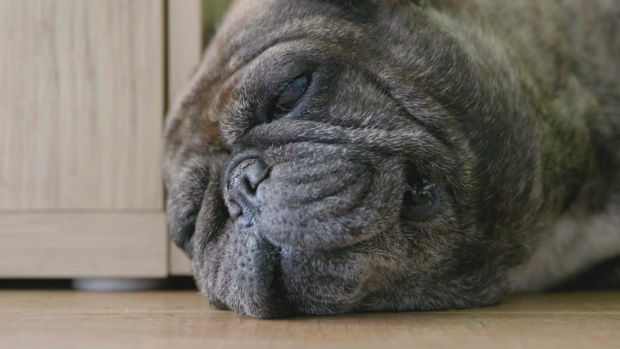 靠近法国斗牛犬的脸睡在洪水上。视频素材