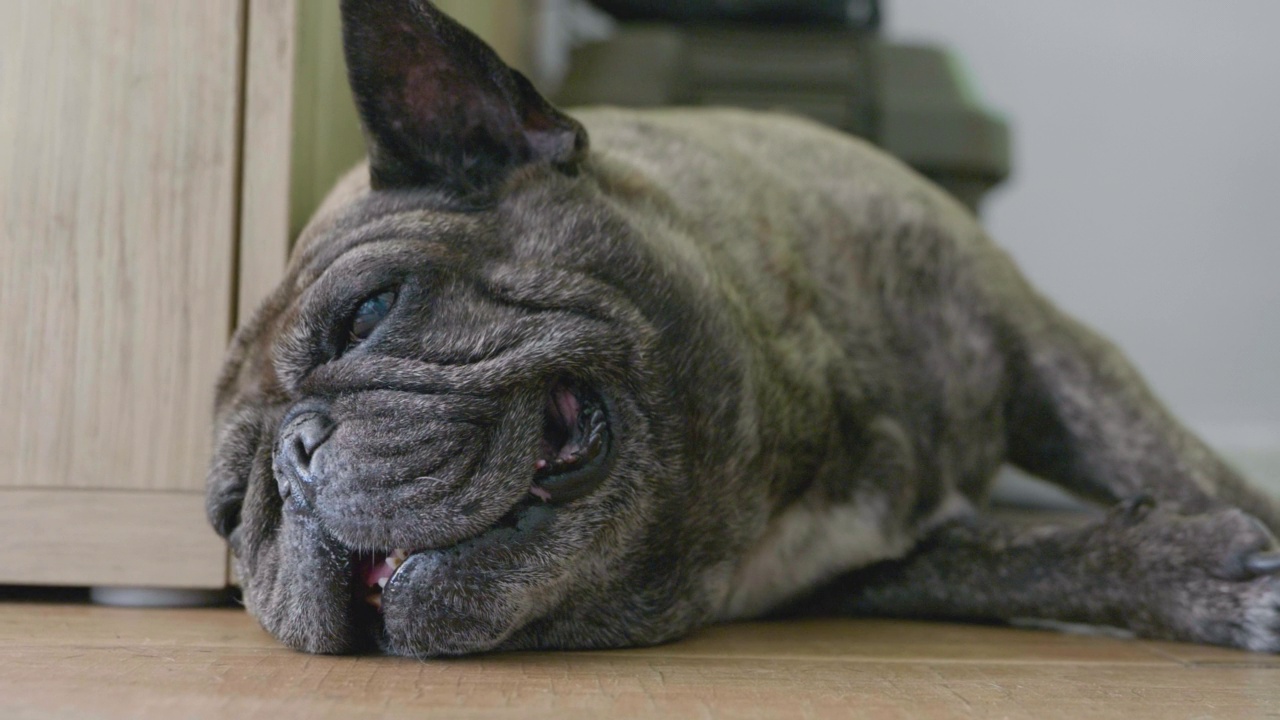 靠近法国斗牛犬的脸睡在洪水上。视频素材