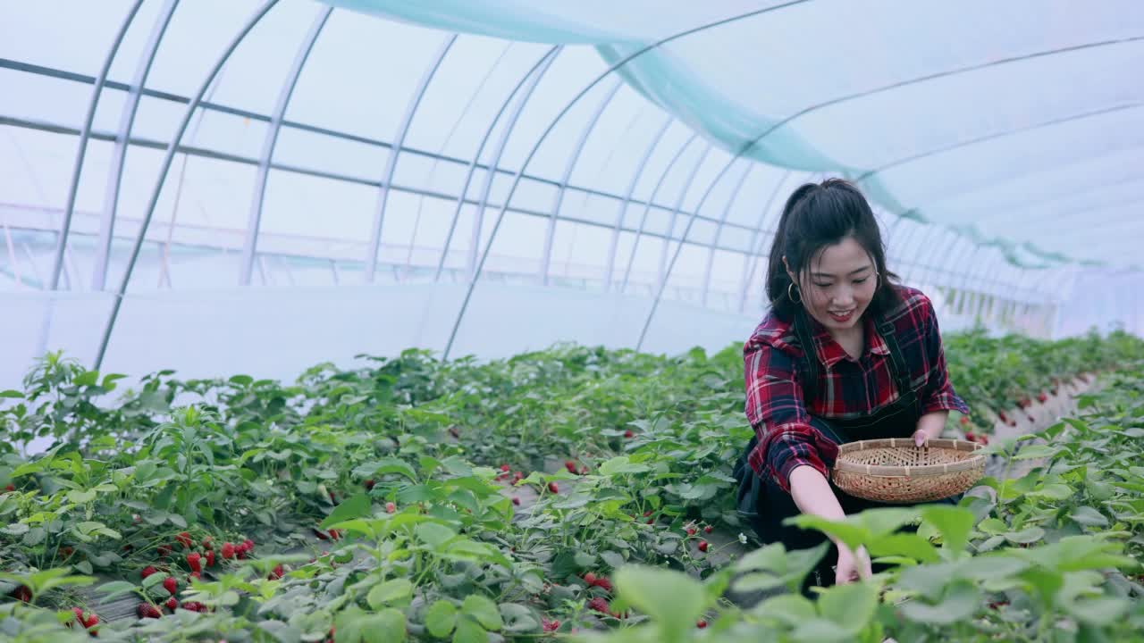 亚洲女子摘草莓视频素材