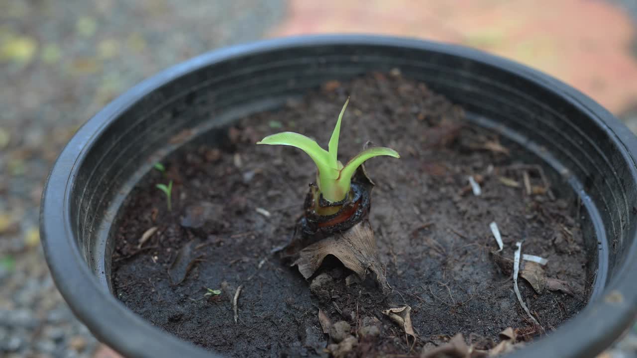 男人在黑色塑料花盆里照顾小香蕉树。视频素材