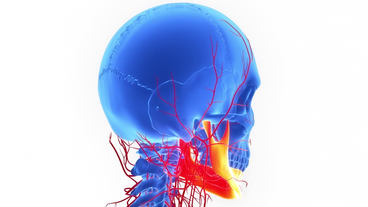 人体骨骼系统头骨骨骼部分下颌骨解剖动画的概念视频素材