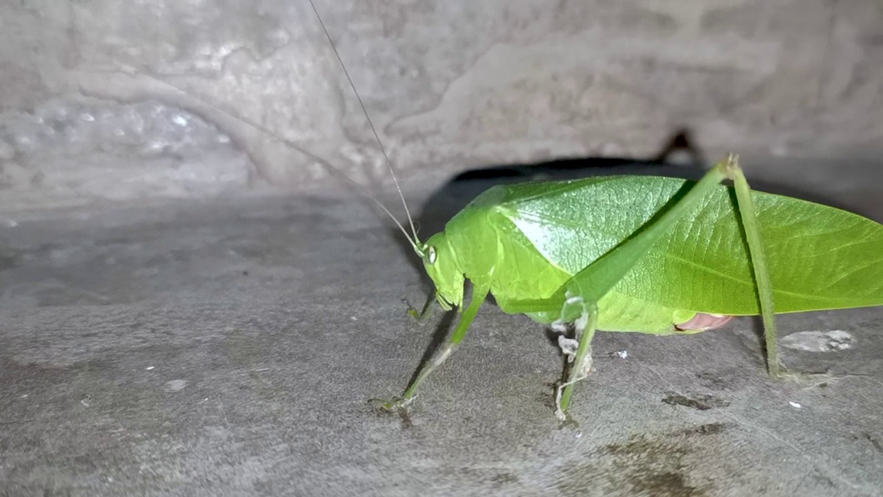 夜间绿色四爪虫运动的特写视频片段视频素材