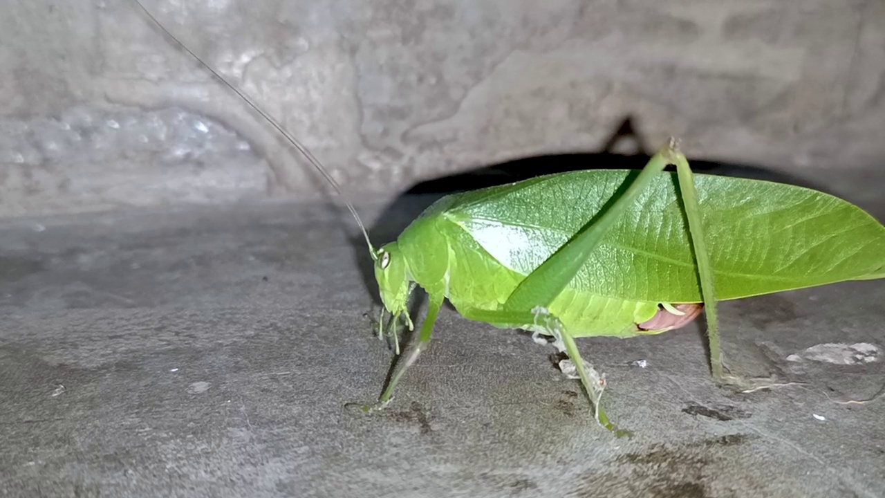 一个绿色四爪虫科在夜晚起飞的特写视频片段视频素材