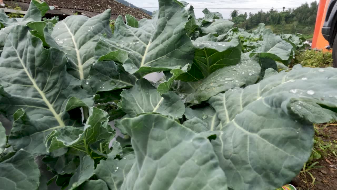 在寒冷山区的田地里茁壮成长的卷心菜植物视频素材