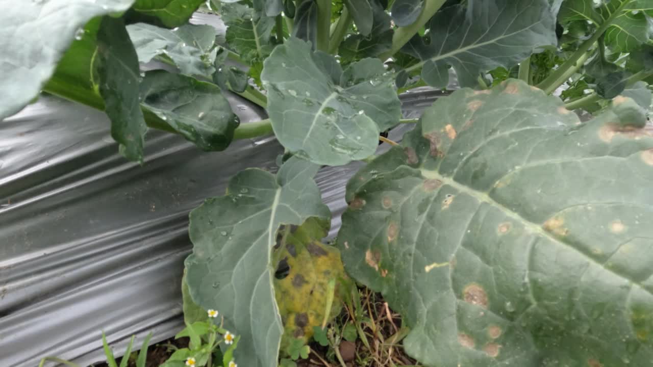 在寒冷山区的田地里茁壮成长的卷心菜植物视频素材