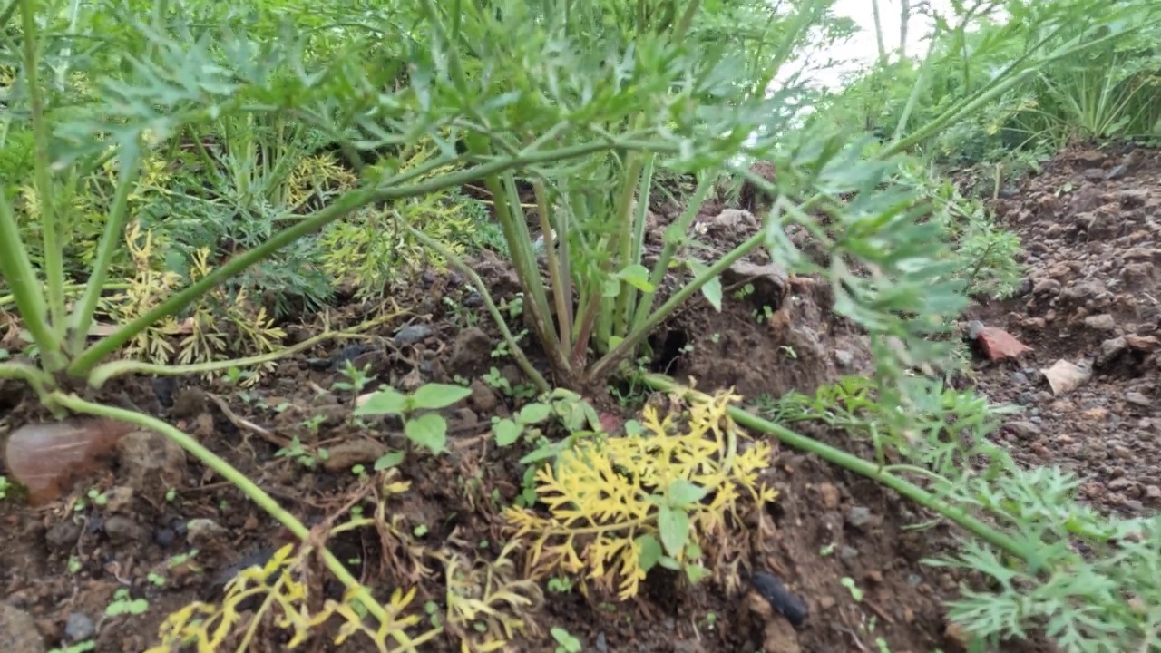 胡萝卜种植在地里是为了给人们提供食物视频素材