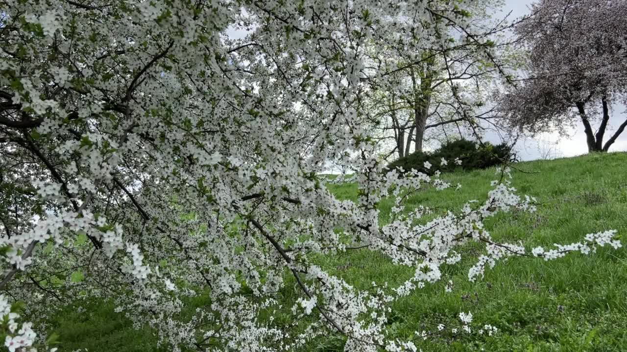 春天的花园里开着朵朵白花视频素材