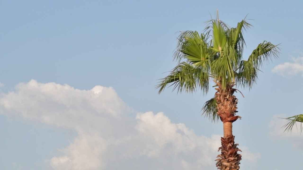 棕榈树在热带海滨景观在夏季，夏季度假和度假的背景视频素材