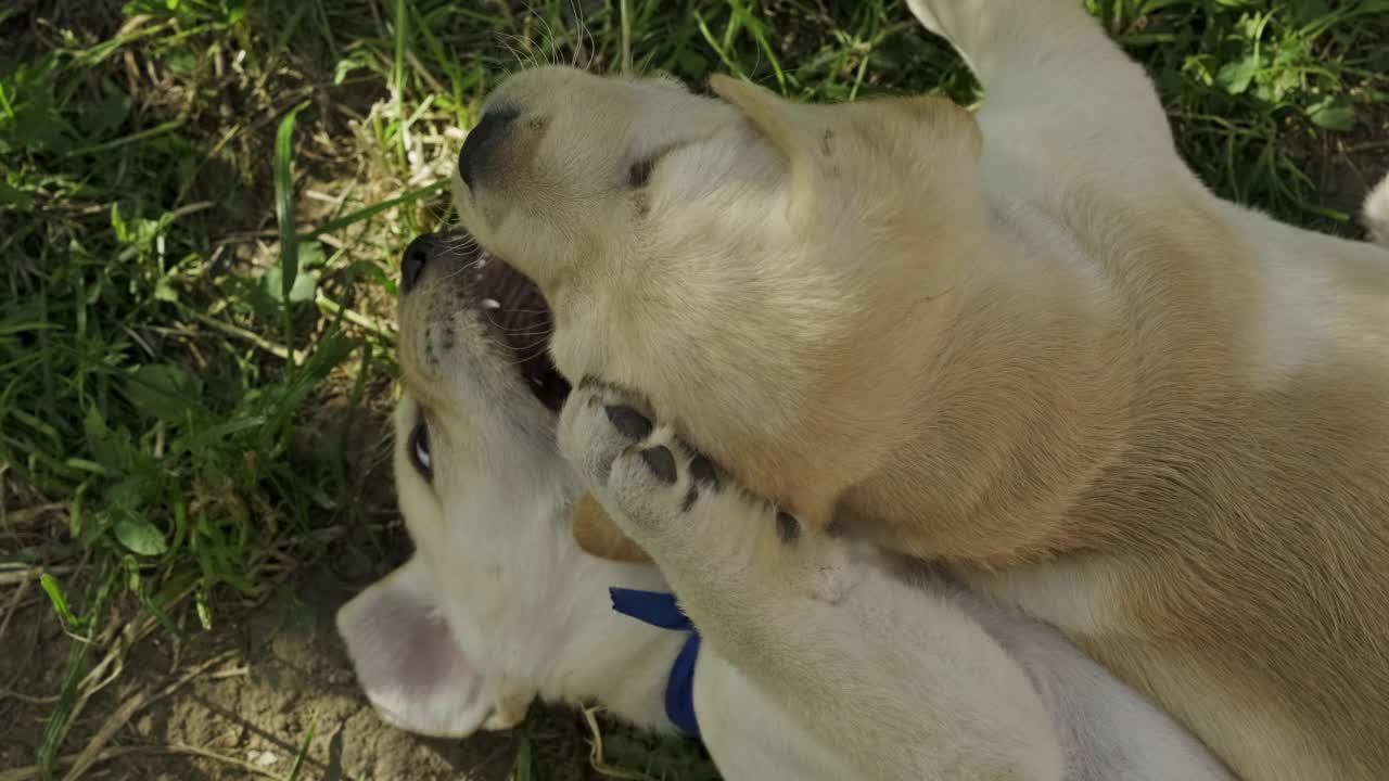 小狗拉布拉多寻回犬在草地上玩耍视频素材