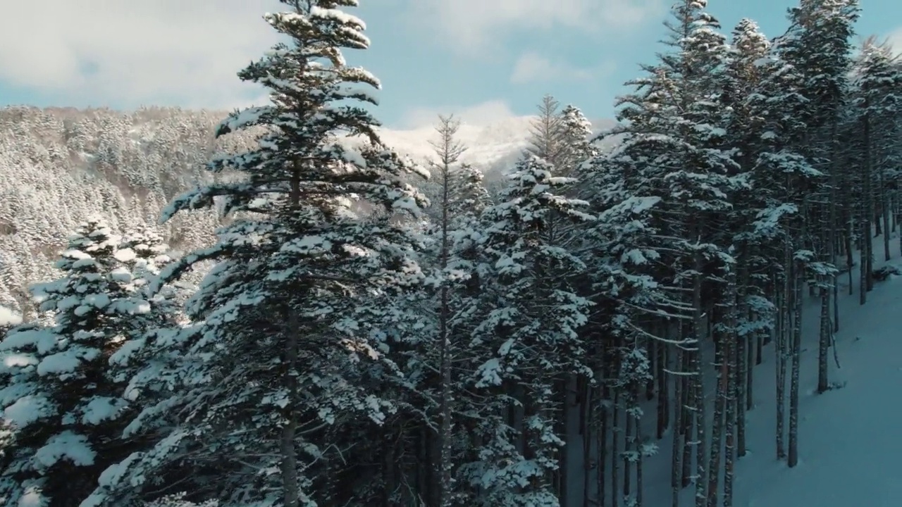 早上在积雪覆盖的松树之间乘坐滑雪缆车。观点。寒假的概念视频素材