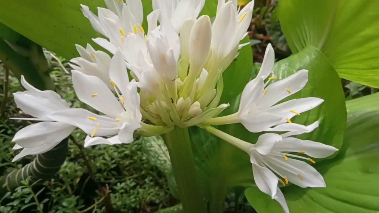 花园中作为装饰而生长的白花视频下载