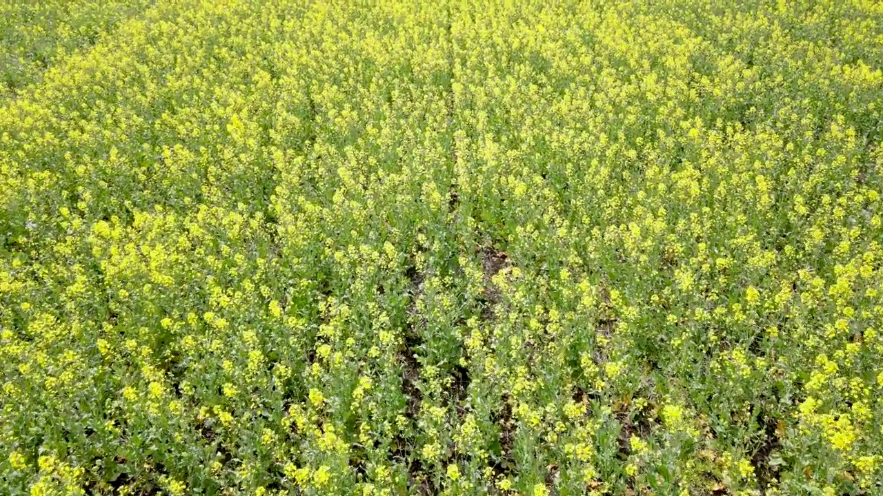 油菜开花视频素材