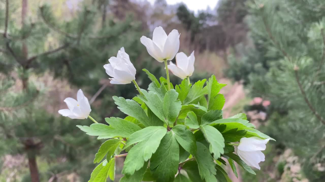 在森林背景上白色野花的特写视频素材