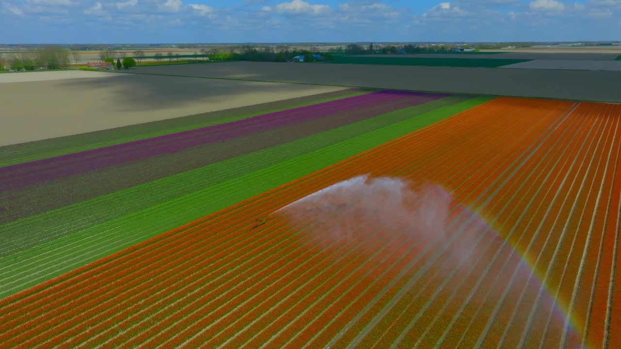 郁金香田间用喷枪喷灌机喷灌水视频素材