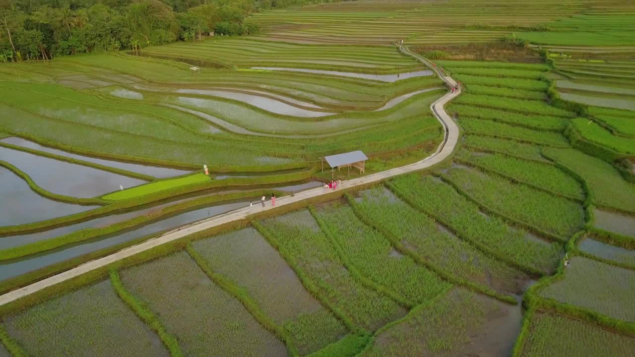 鸟瞰图梯田在马格朗，印度尼西亚视频素材