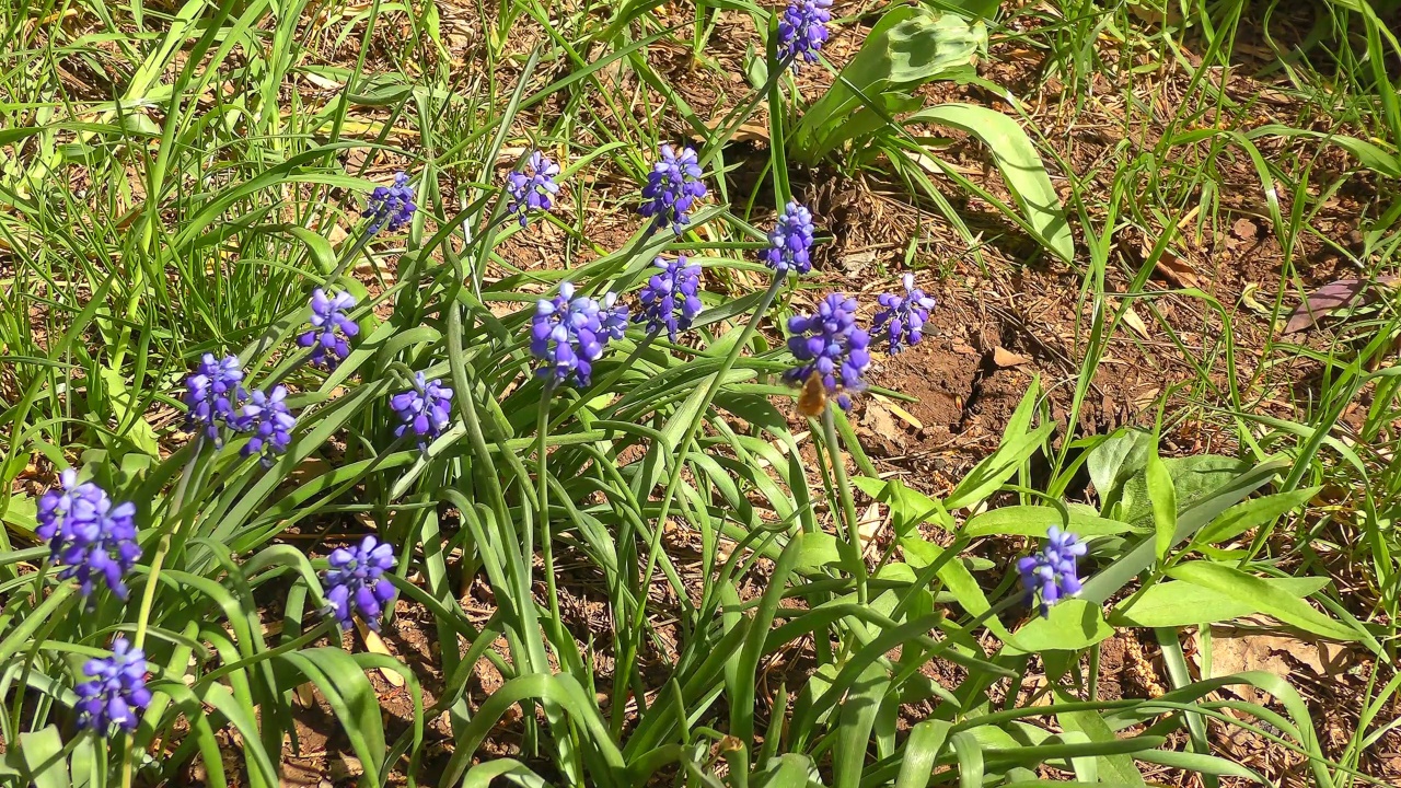 麝香花(lat。或蝰蛇弓，或老鼠风信子蓝视频素材