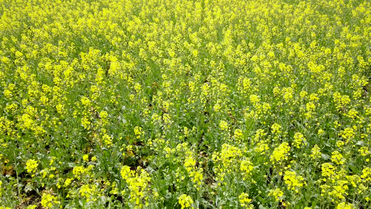 油菜油菜领域视频素材