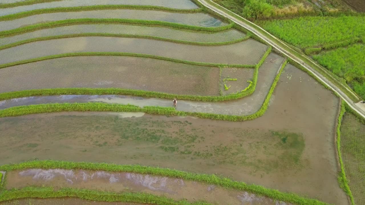 在印度尼西亚爪哇中部被水淹没的稻田上工作的农民视频素材