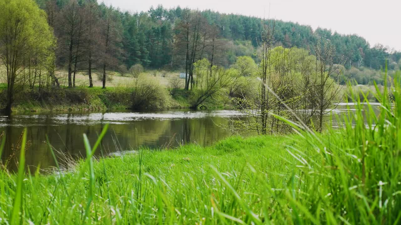 这条山河穿过森林。森林里有一条美丽的河。自然背景，前景中的河流，风中摇曳的小草。夏天自然景观视频素材