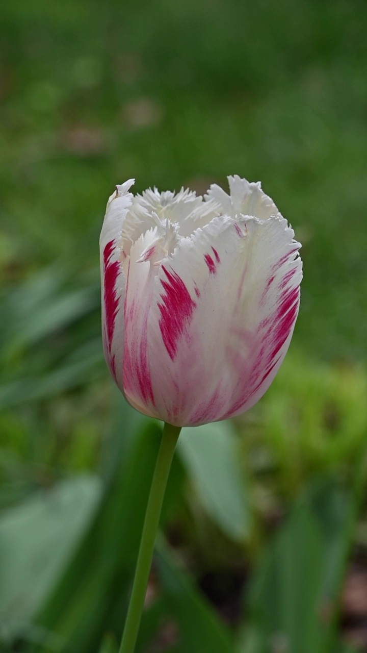 郁金香花视频素材