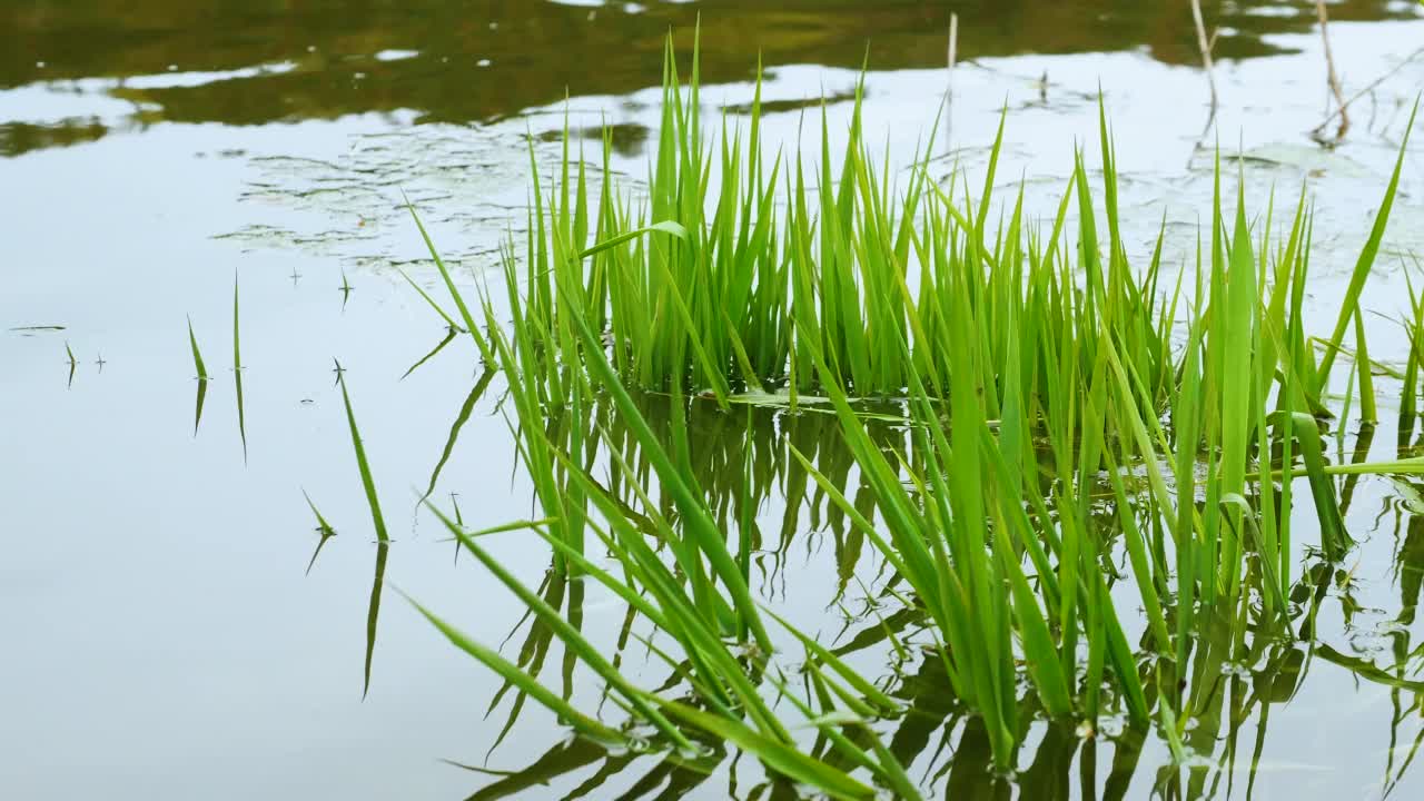 绿树成荫的小河里，森林里有一条美丽的小河，自然中，湖里有绿色的水草。视频素材