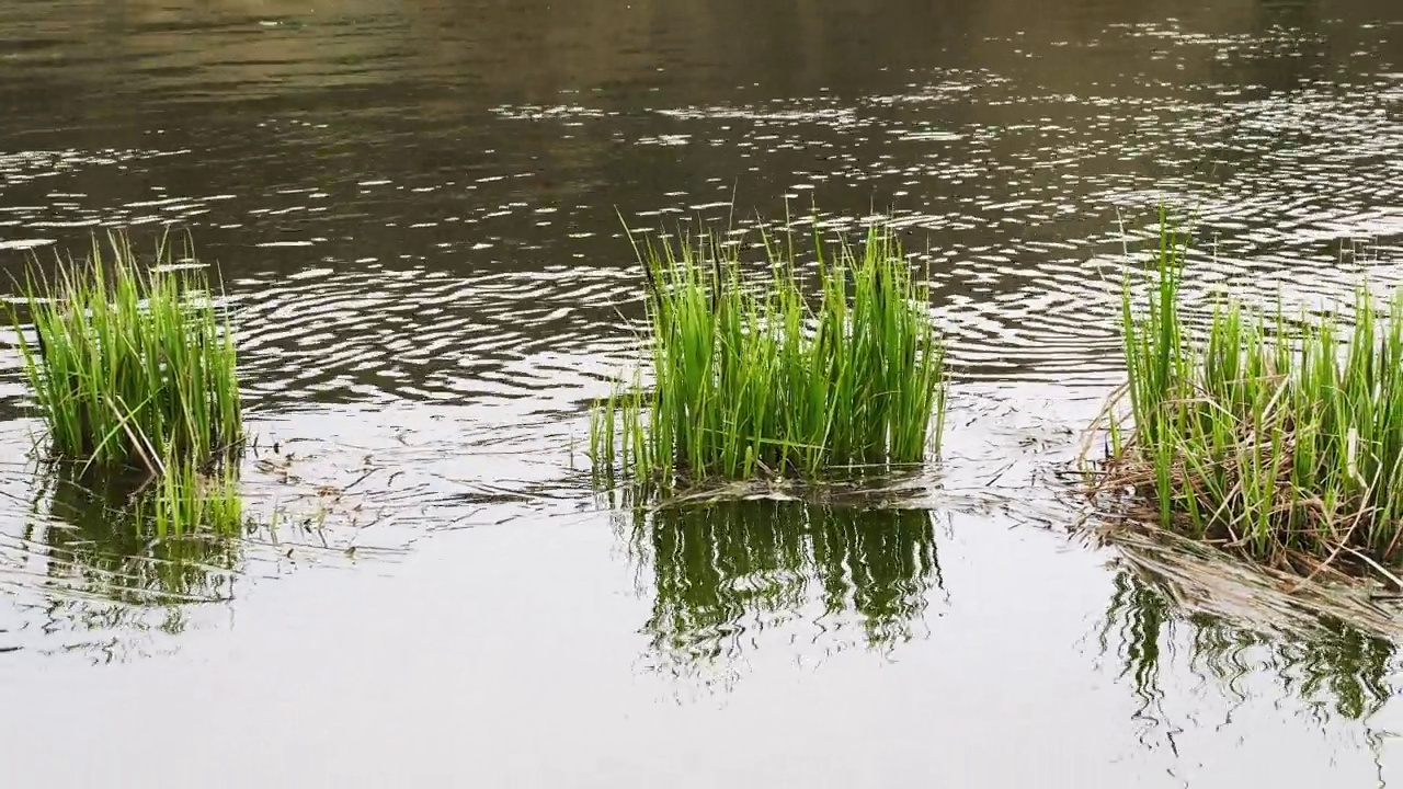 自然背景。河边绿树成荫，森林中有一条美丽的小河，大自然中有一个湖泊，水里有绿色的植物。视频素材