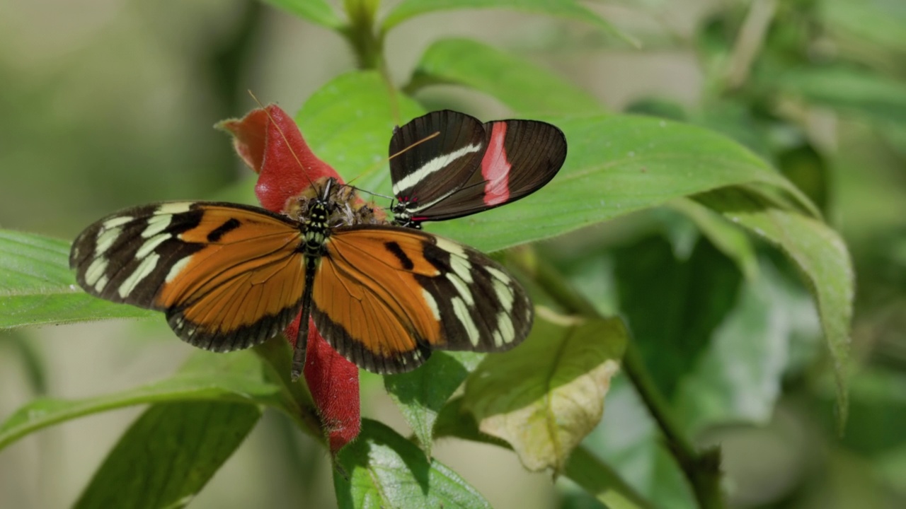 高帧率剪辑的一个heliconius ismenius蝴蝶打开它的翅膀视频素材