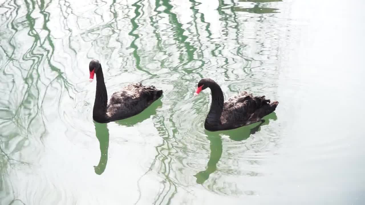 两只黑天鹅在水里游泳视频素材