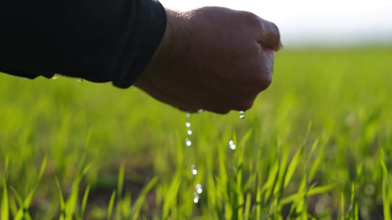 年轻的植物视频素材