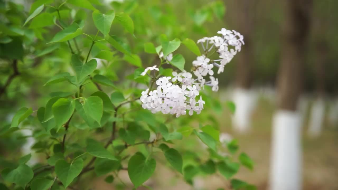 丁香花绿叶春视频素材