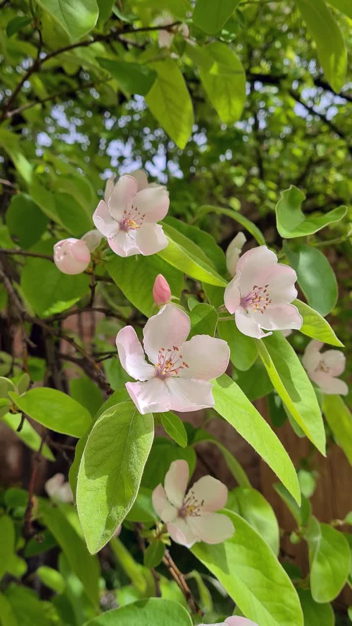 木瓜树在春天开花视频素材