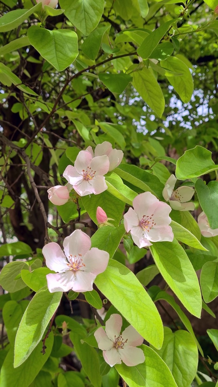 木瓜树在春天开花视频素材