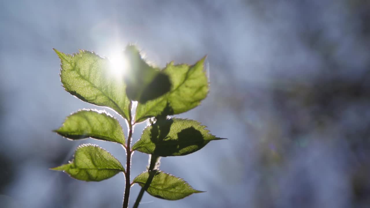 阳光透过多叶植物视频素材