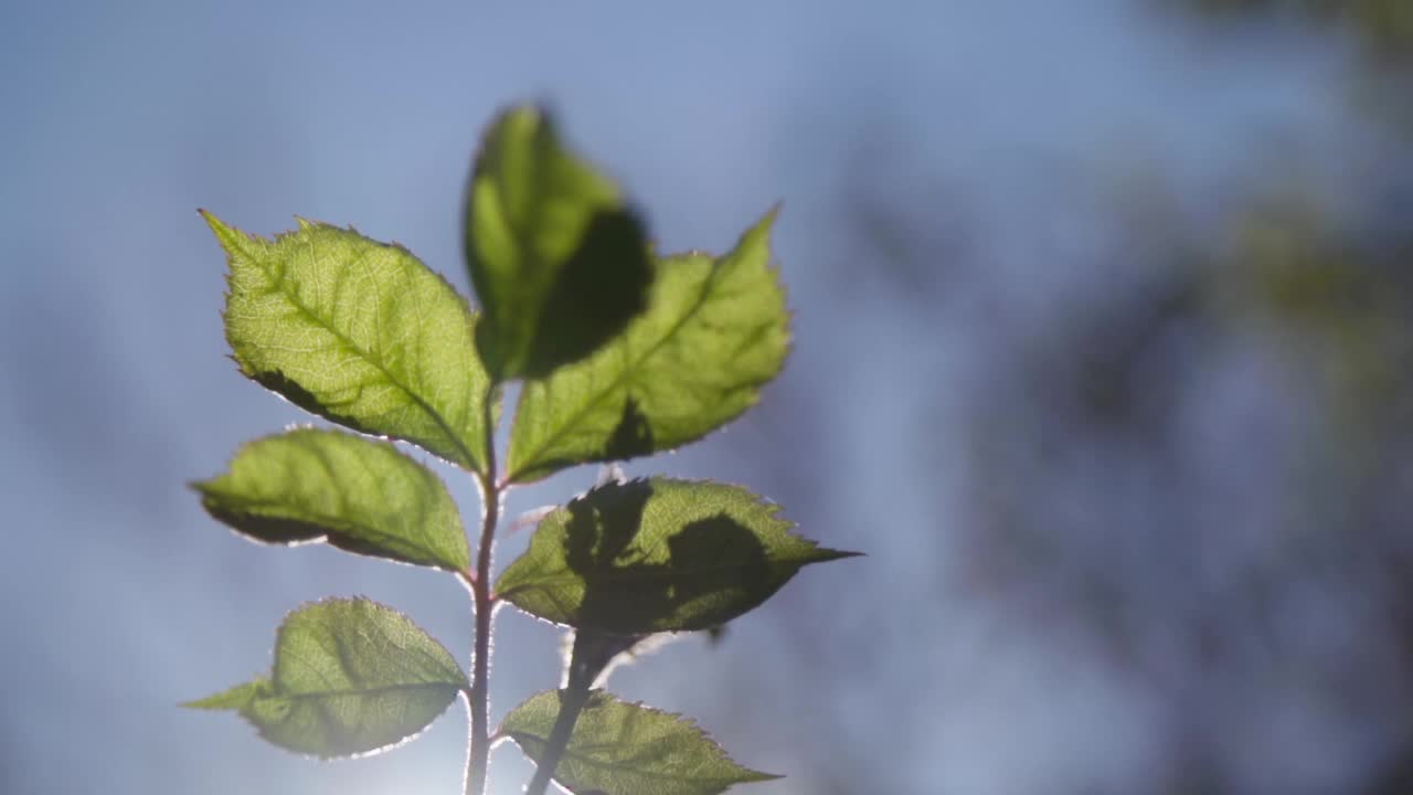 绿叶植物与阳光视频素材