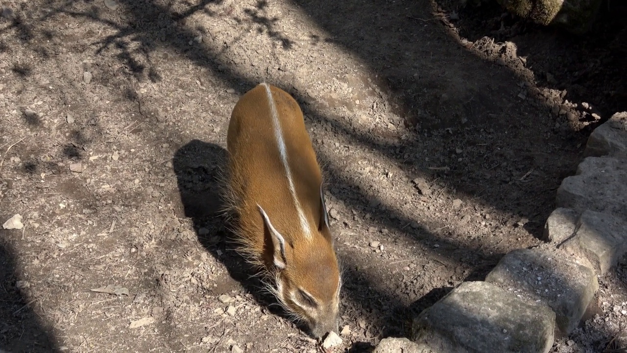 寻找食物的红河猪(Potamochoerus porcus)。视频素材